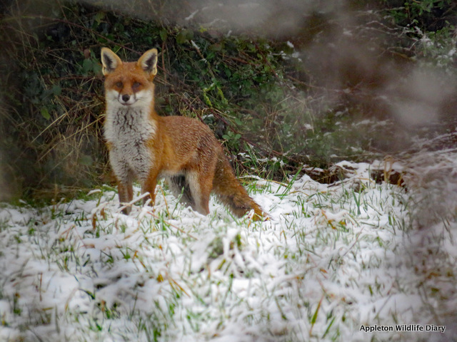 Fox in snow 2