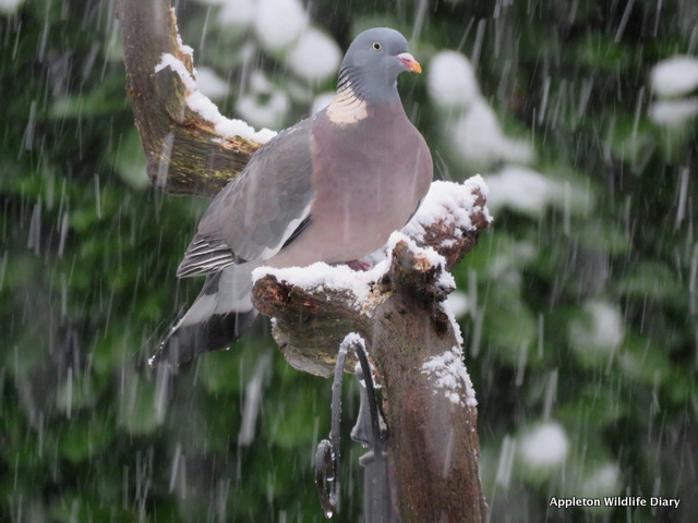 Pigeon in snow