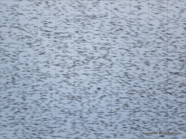 starlings with grid