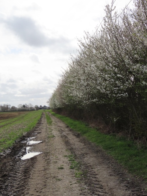Hedgerow in blossom