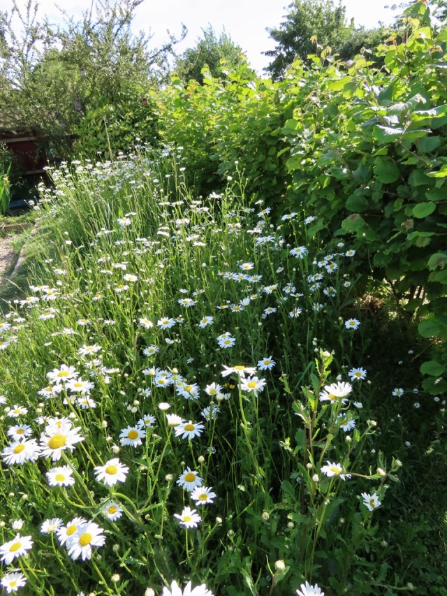 Oxeye daisies in garden